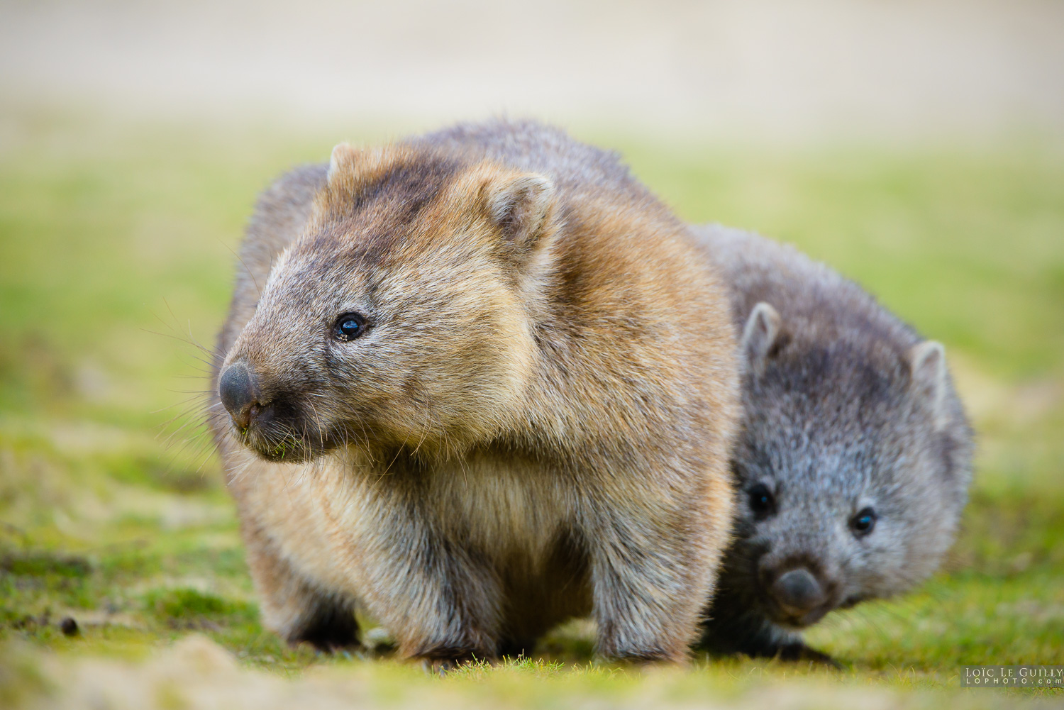 photograph of Baby wombat with mummy